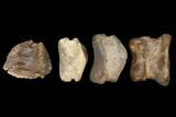 Composite Ceratopsian Toe - Alberta (Disposition #-) #129392-1